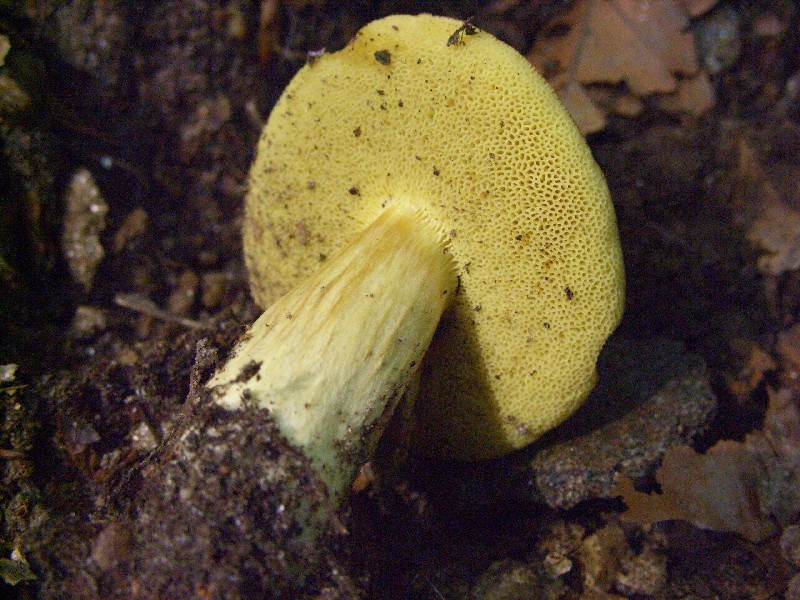 lepiota ignivolvata e nuova determinazione